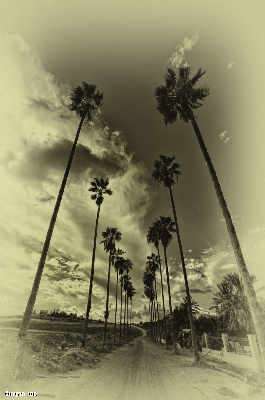 סמי  חזקיהו