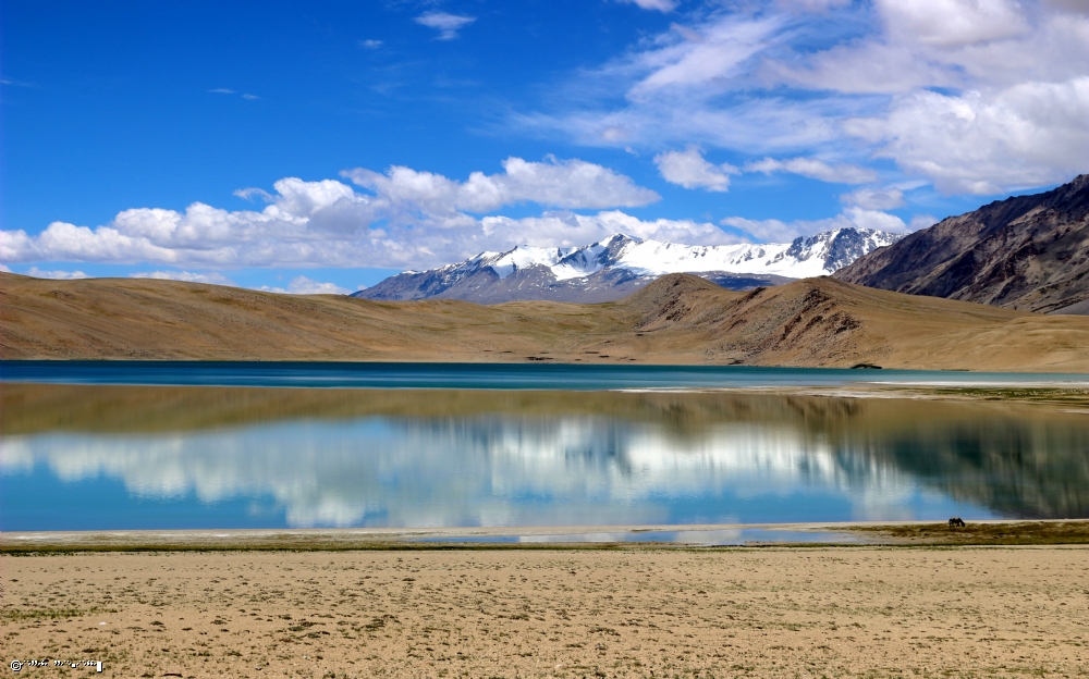 דרורה  בהרל 