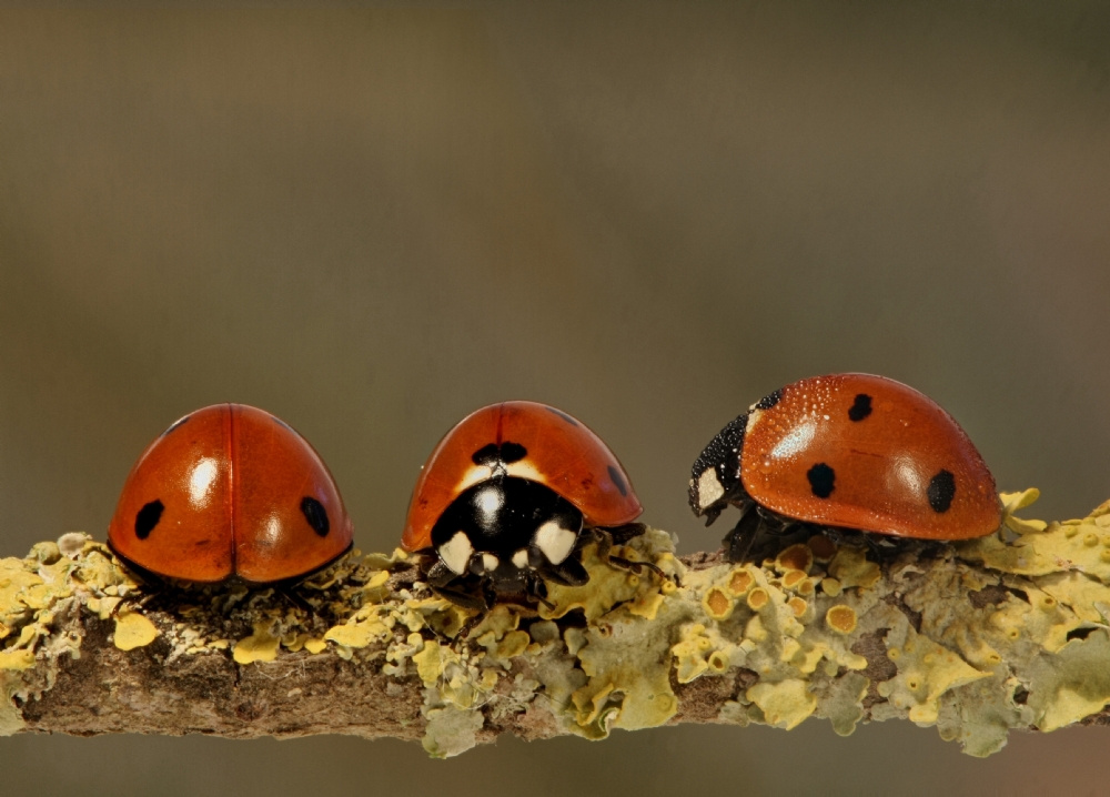 אביגדור קסטנבוים