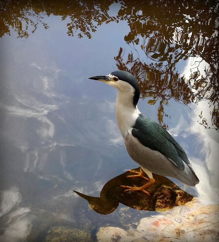 נאוה פמיליה