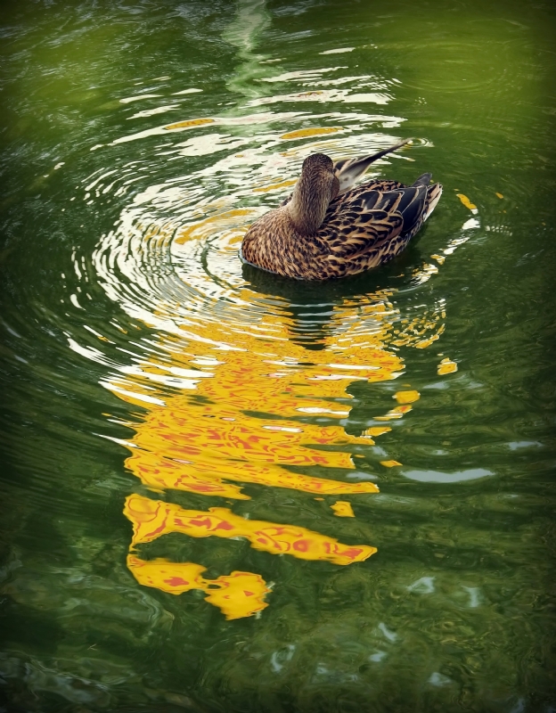 נאוה פמיליה