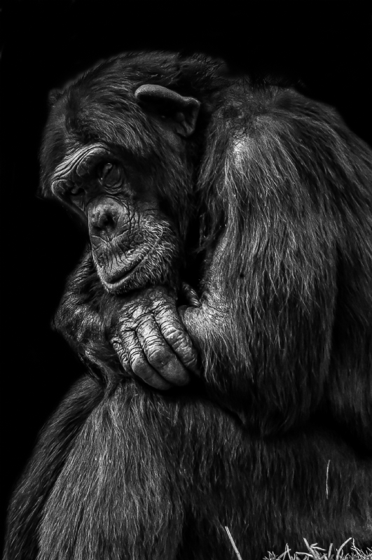 ג׳ורג׳ו פוביני