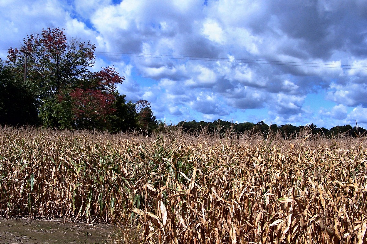שמיים כחולים