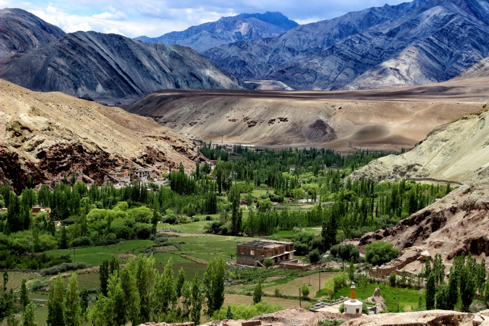 דרורה  בהרל 