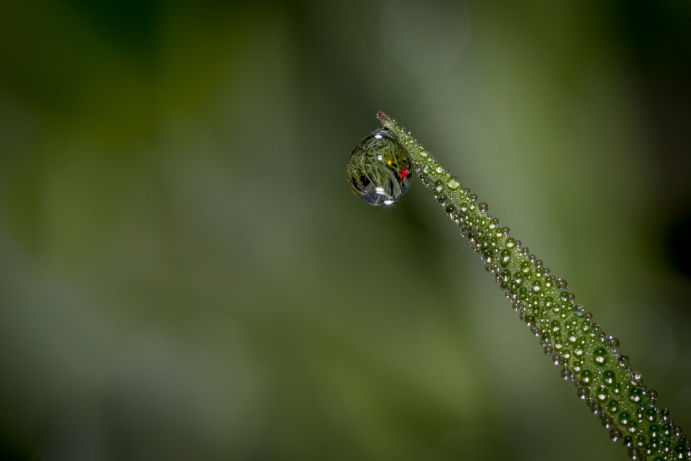 ניקולאי טטרצוק