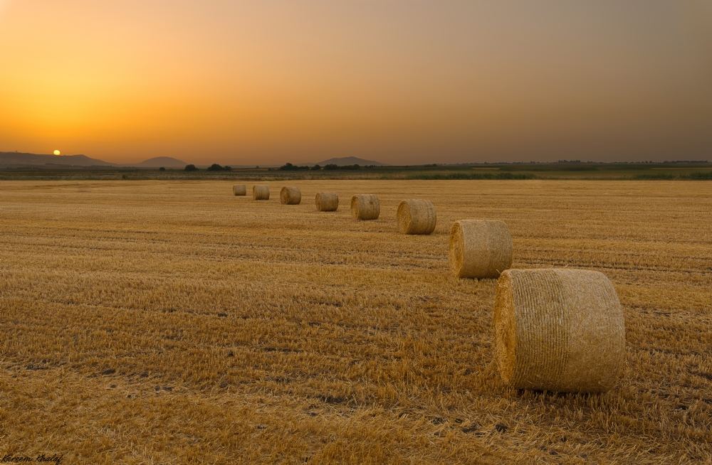 צילום: כרים ח'לף