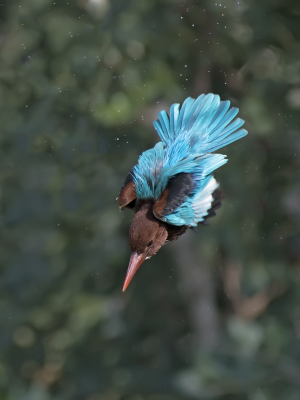 ‫שלום ניסימי‬‎