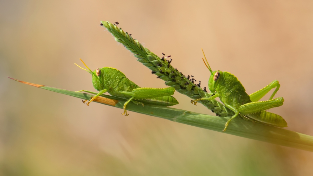 אירה דמידוב