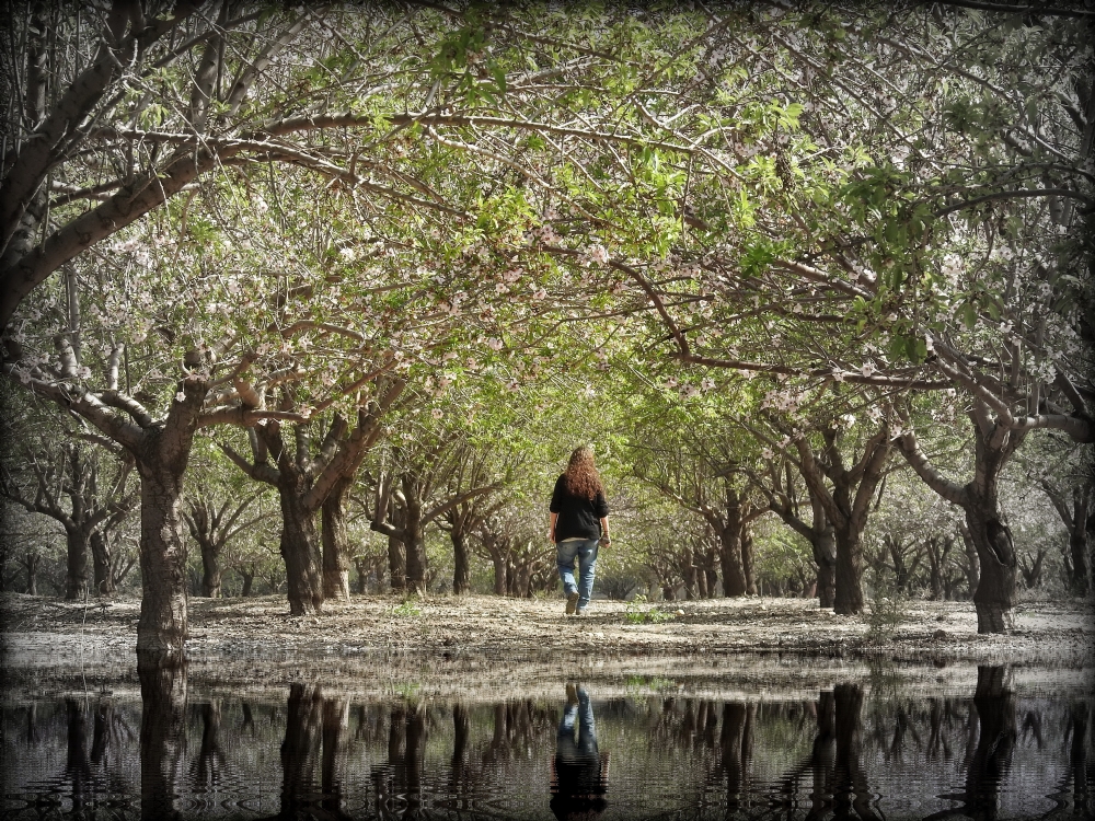 נאוה פמיליה