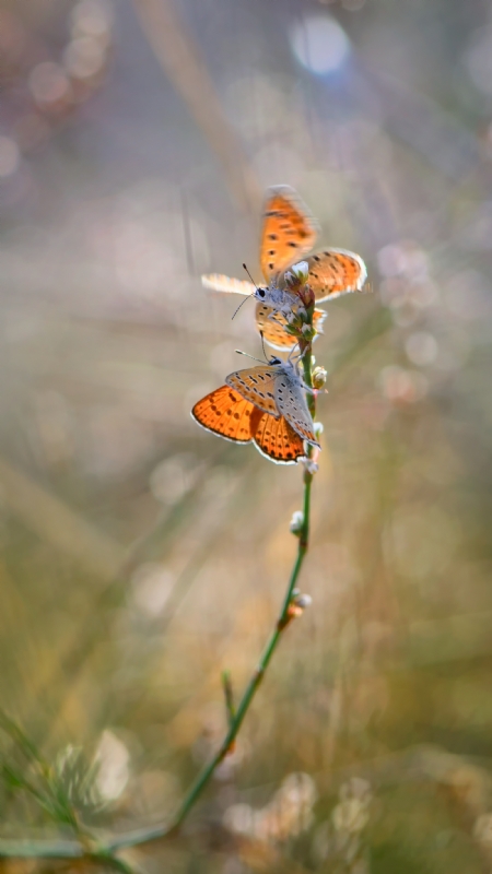 אירה דמידוב