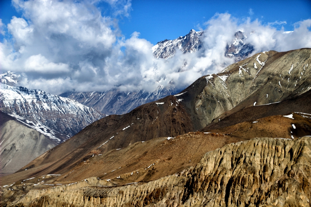 דרורה  בהרל 