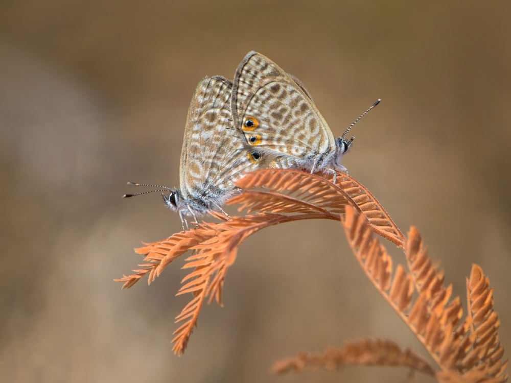אירה דמידוב