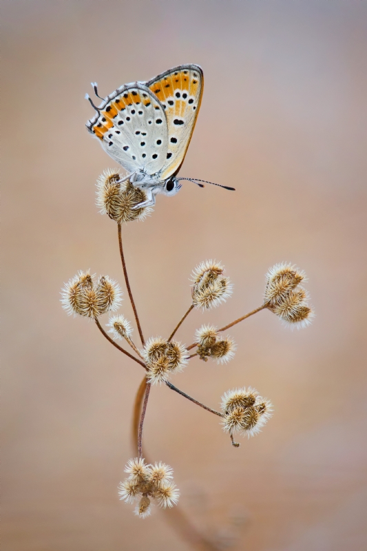 אירה דמידוב