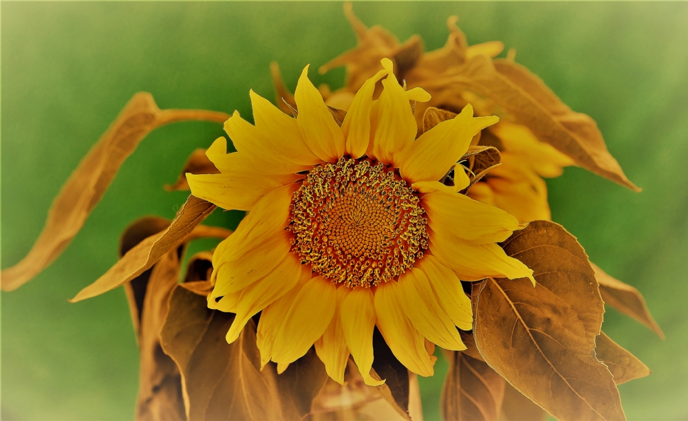 פיני  אביבי