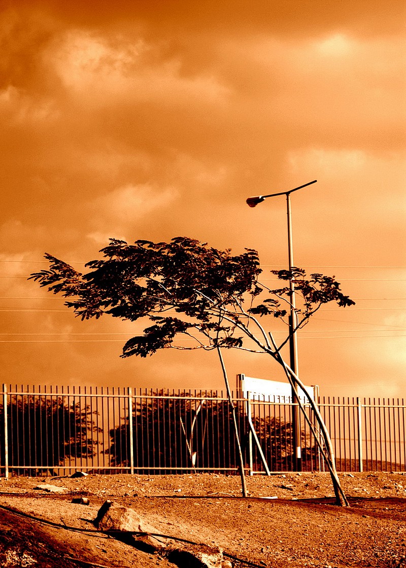 ויקטור קינה