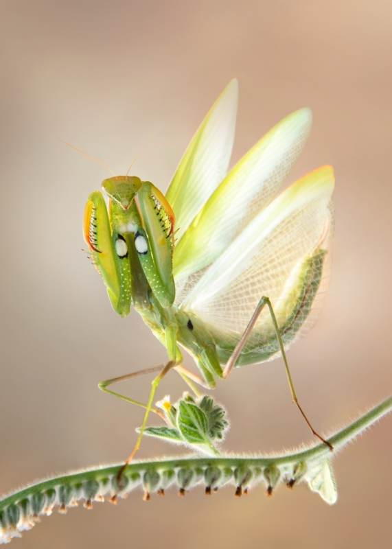 אירה דמידוב