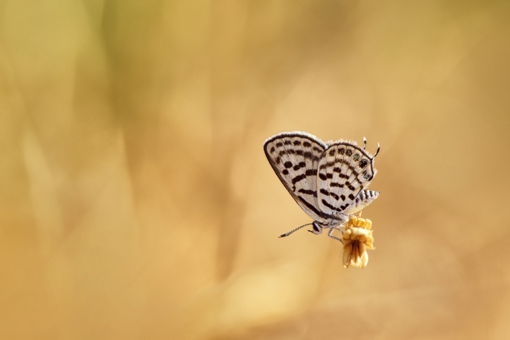 אירה דמידוב