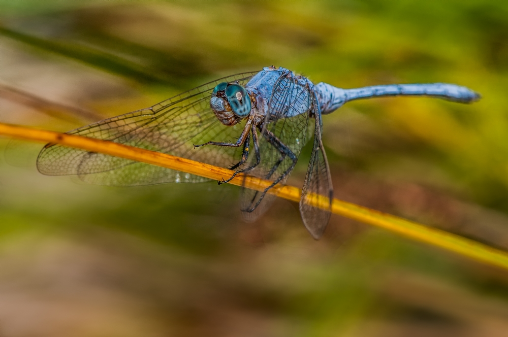 ג׳ורג׳ו פוביני