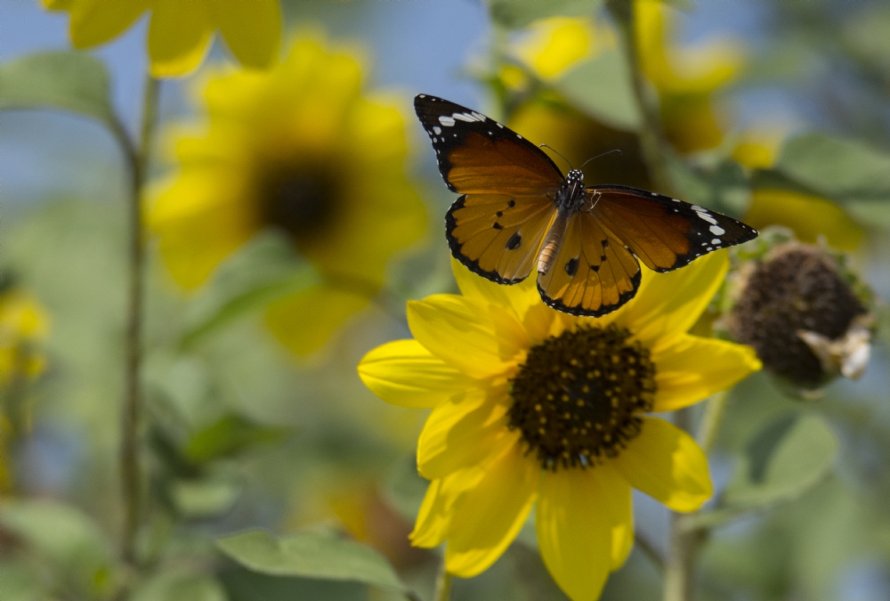 מצגת תמונות של פרפרים | צילום פרפרים