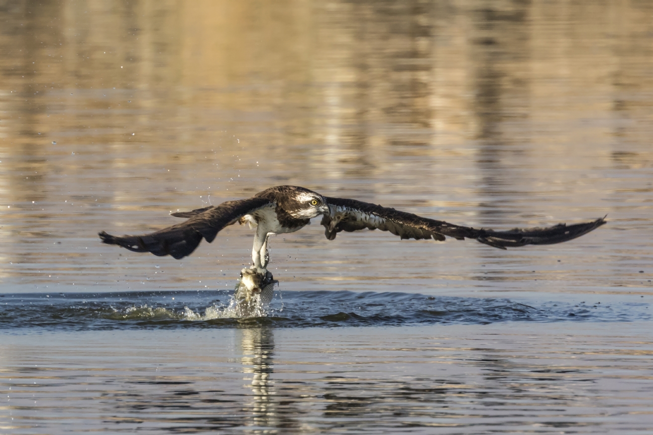 נועם פרישוף