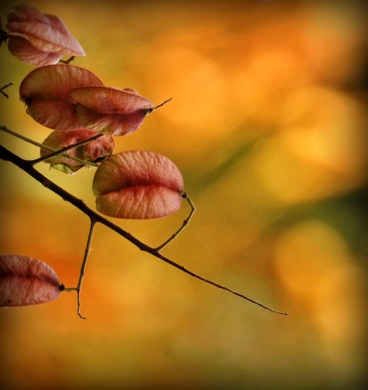 נאוה פמיליה