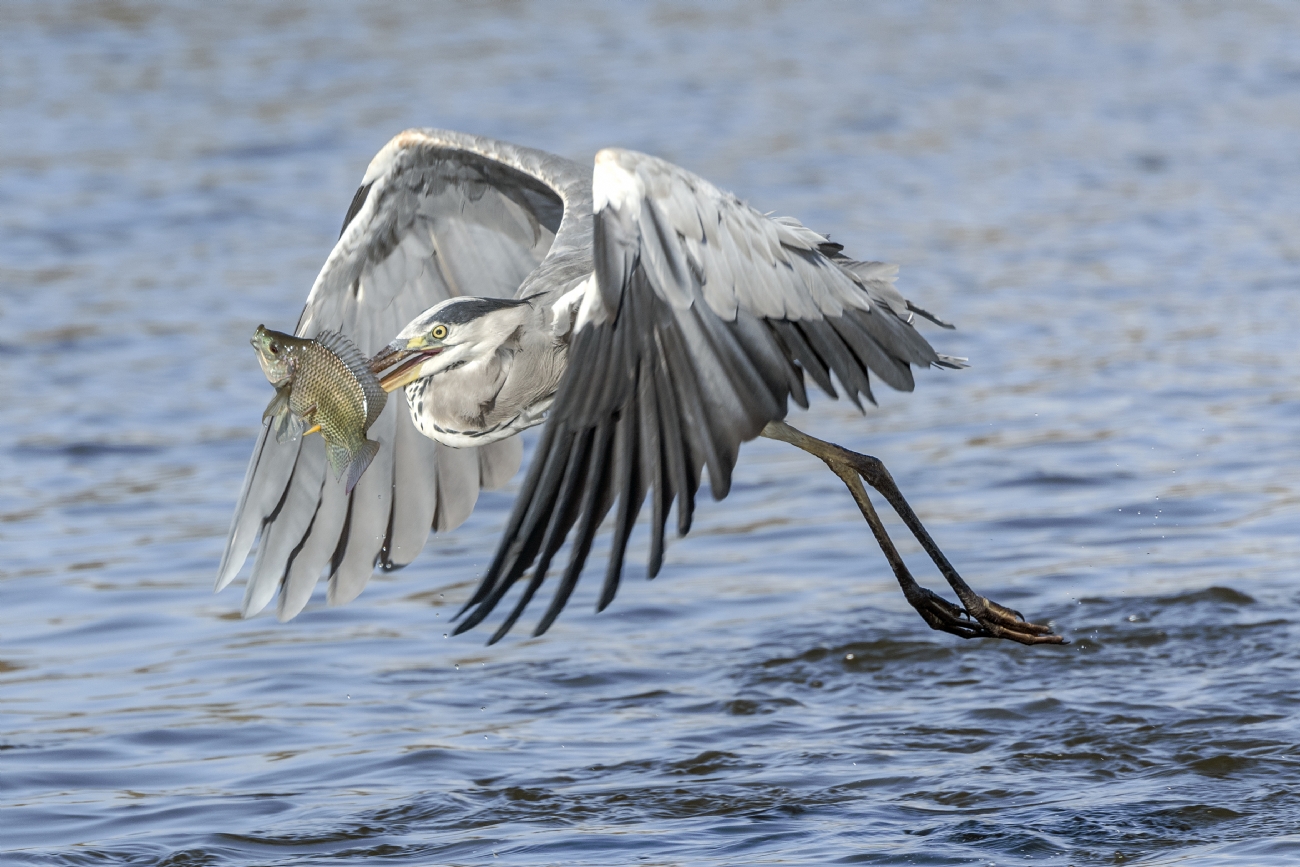 צילום: Moshe Mallal