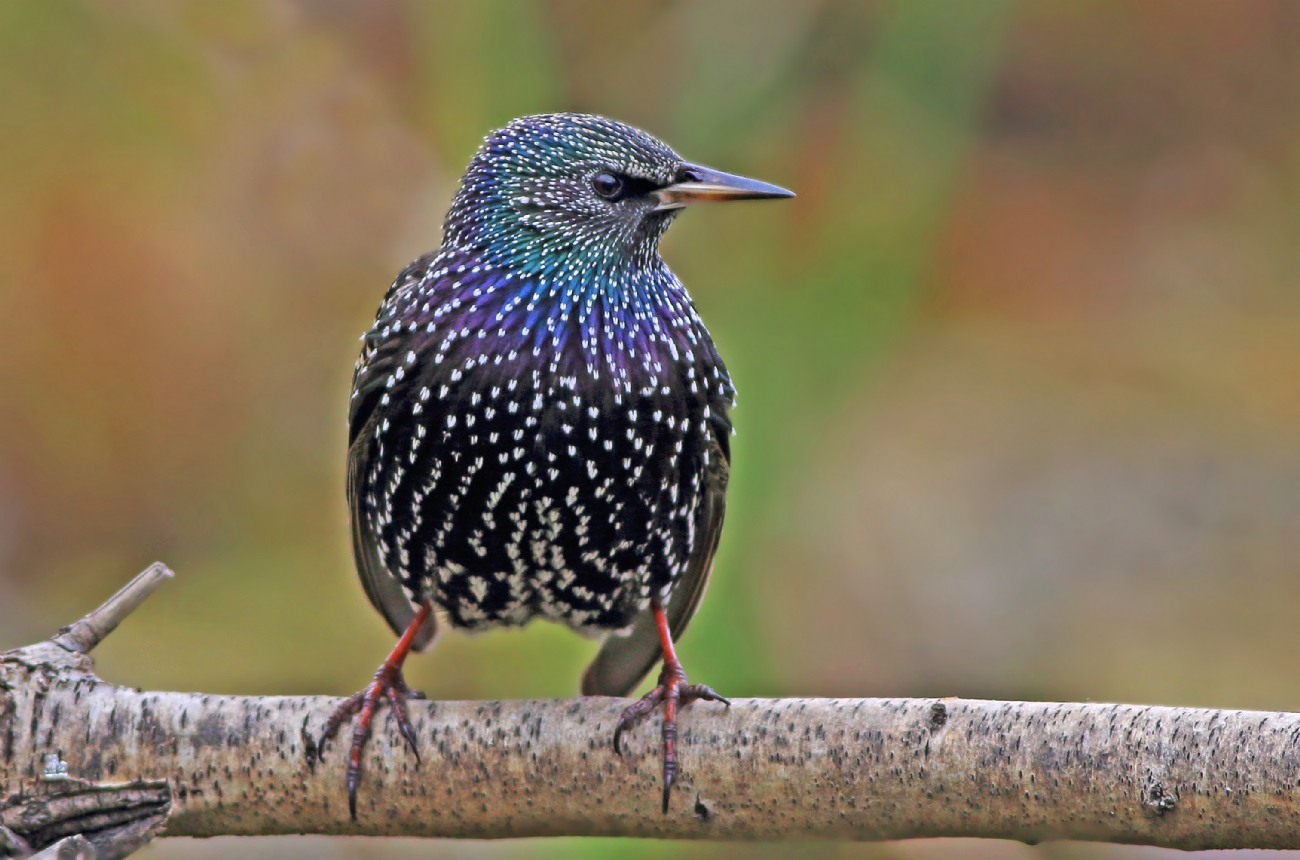 תוצאת תמונה עבור זרזירים