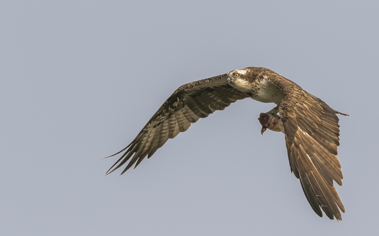 נועם פרישוף