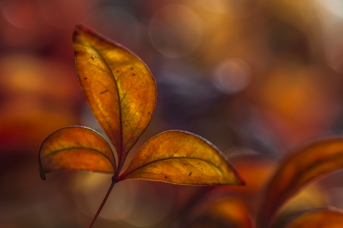 ג׳ורג׳ו פוביני