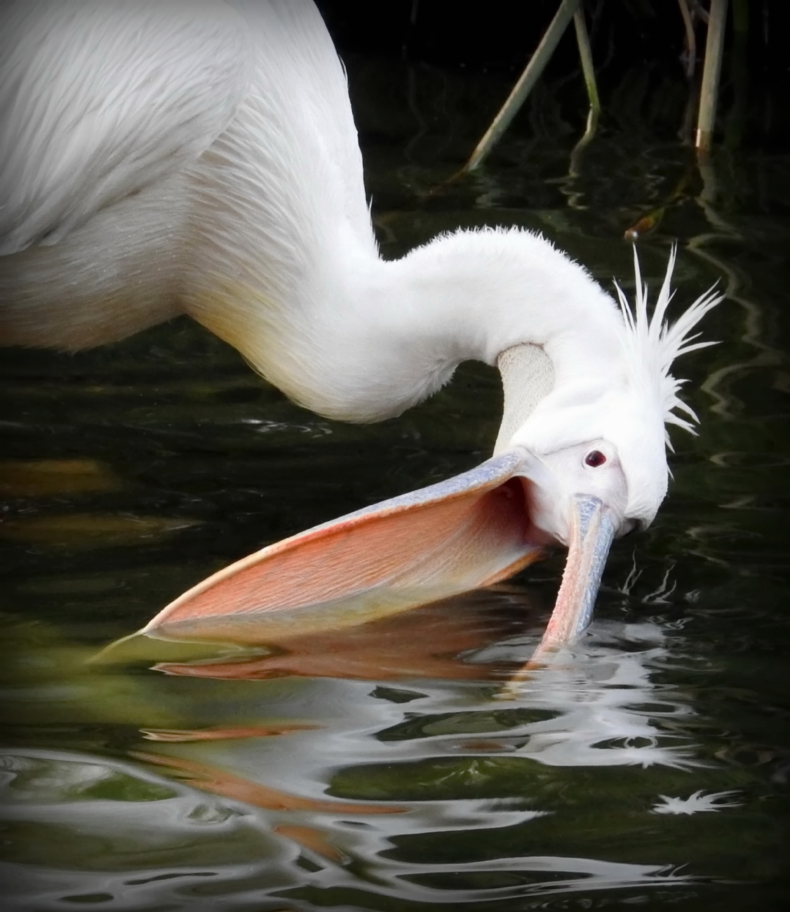 נאוה פמיליה