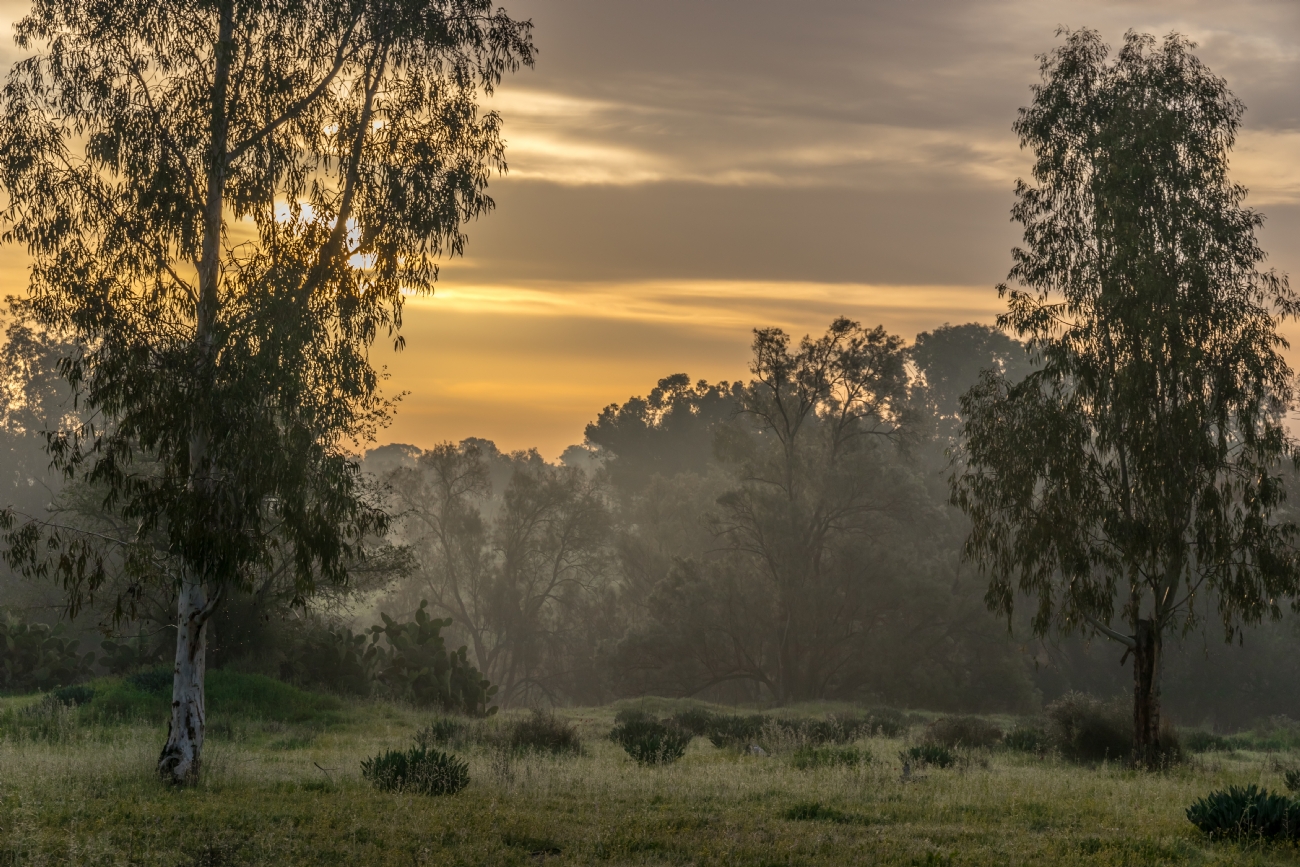 ניקולאי טטרצוק