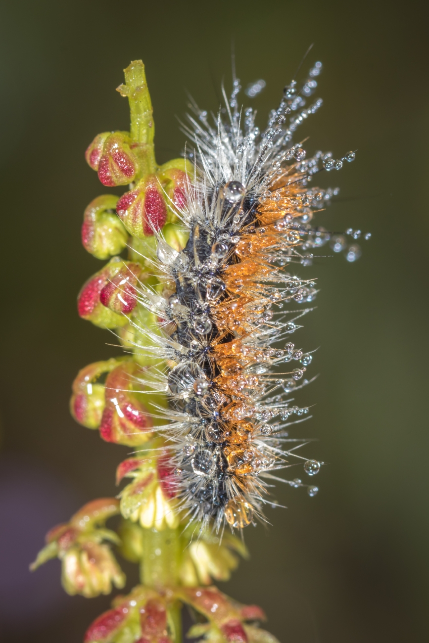 ניקולאי טטרצוק