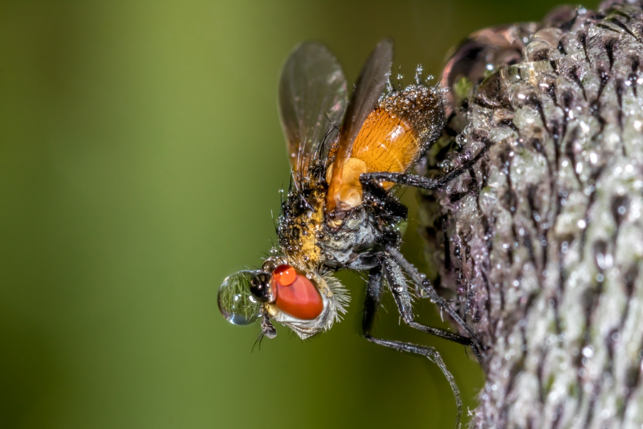 ניקולאי טטרצוק