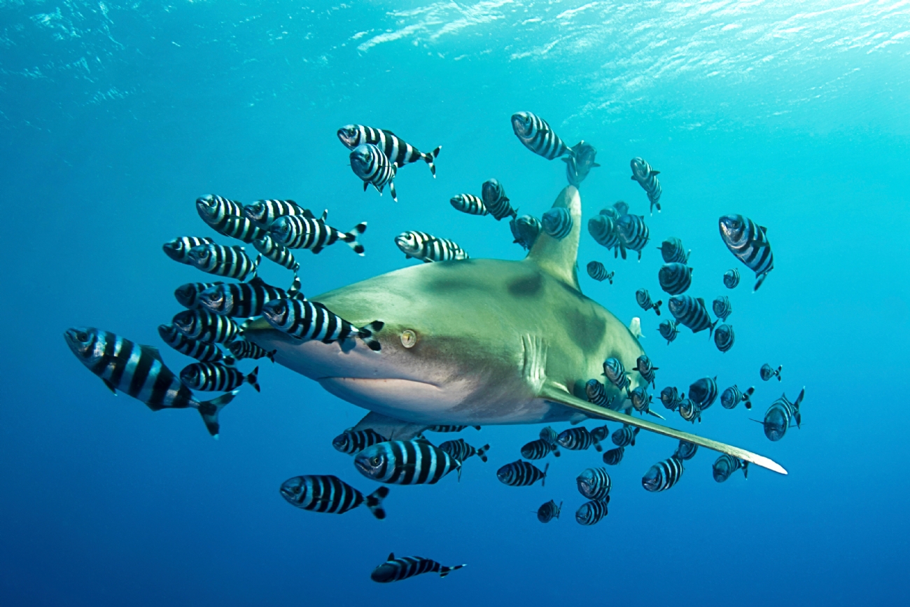 צילום: אורן כהן