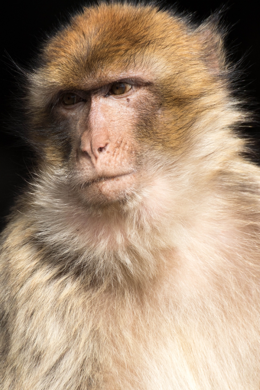 חזי גולדנברג