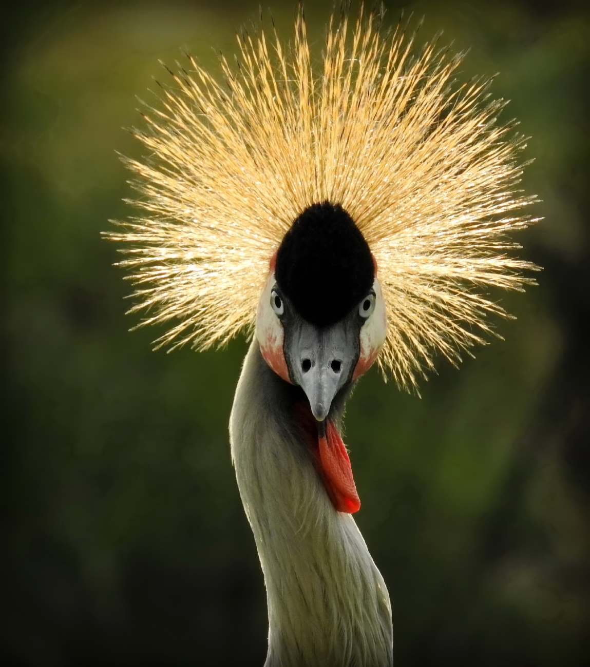 נאוה פמיליה