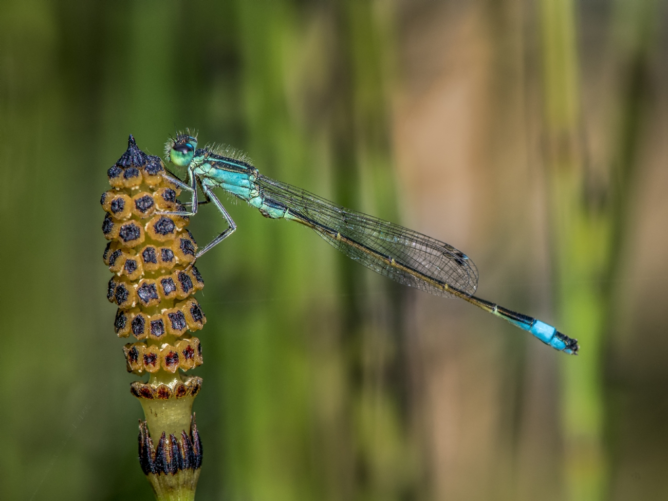 ג׳ורג׳ו פוביני