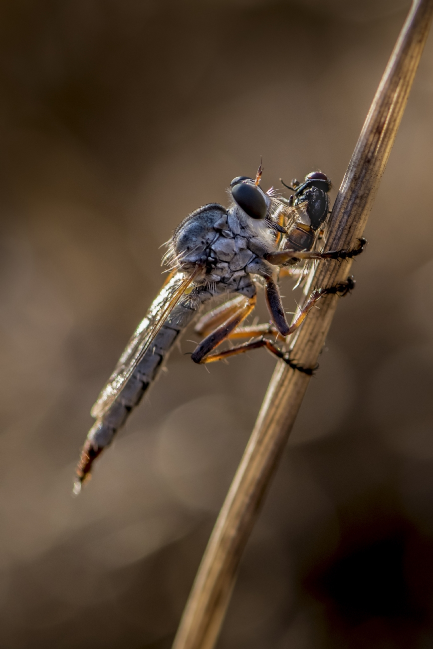 ג׳ורג׳ו פוביני