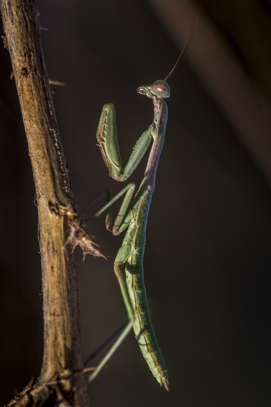 ג׳ורג׳ו פוביני