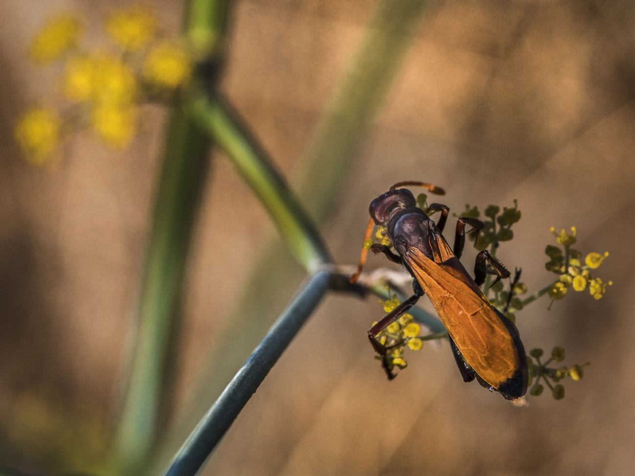 ג׳ורג׳ו פוביני