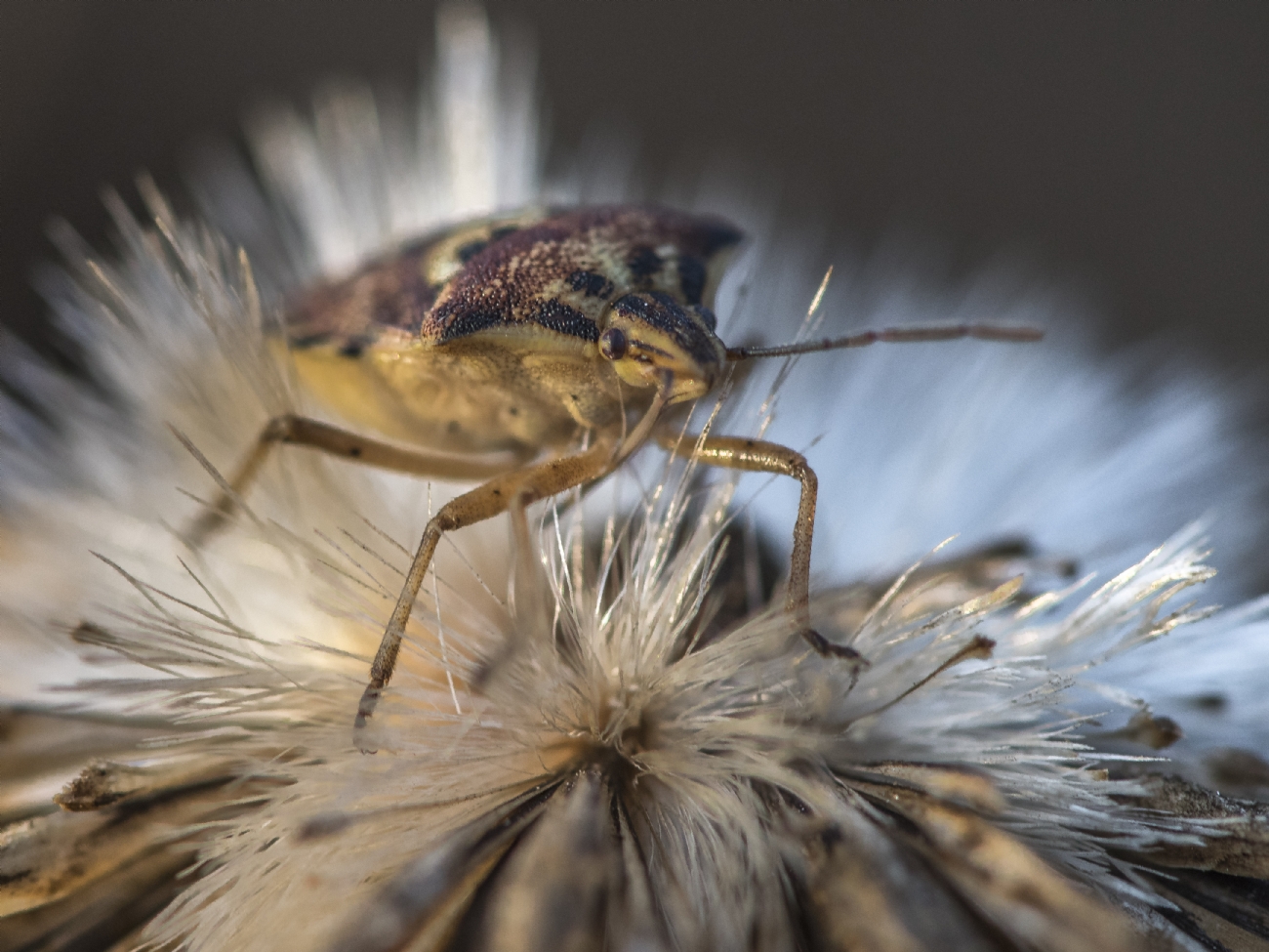 ג׳ורג׳ו פוביני