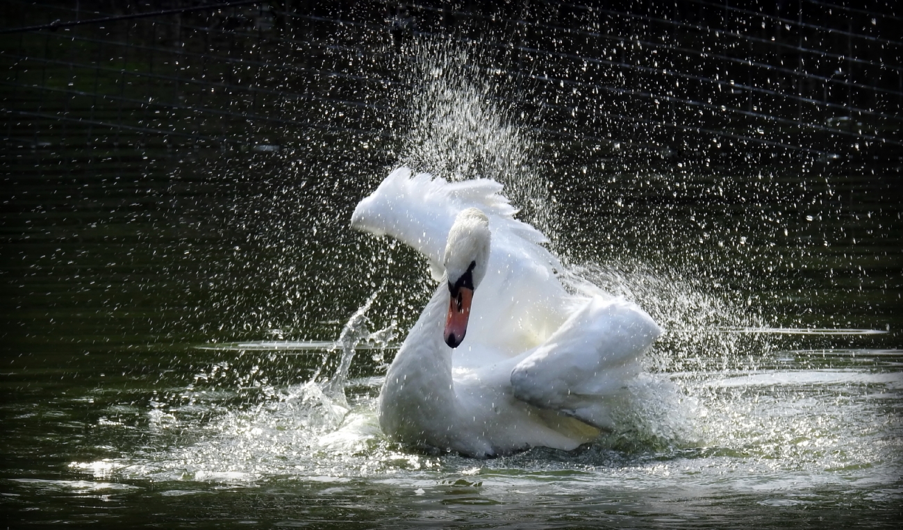 נאוה פמיליה