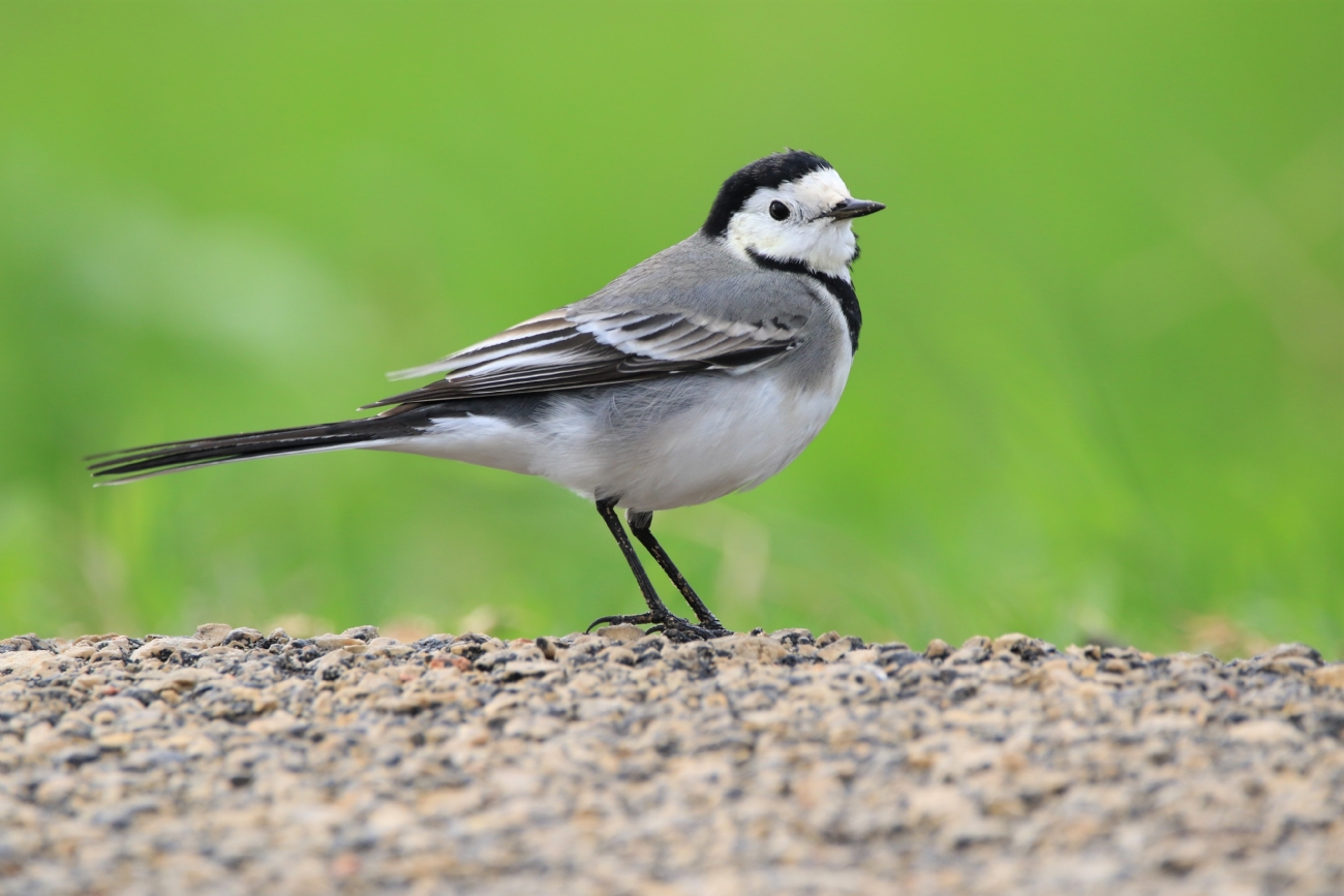 Picshare | נחליאלי על הדרך | תמונות בעלי חיים | צילום של משה (מוזס) בנסון