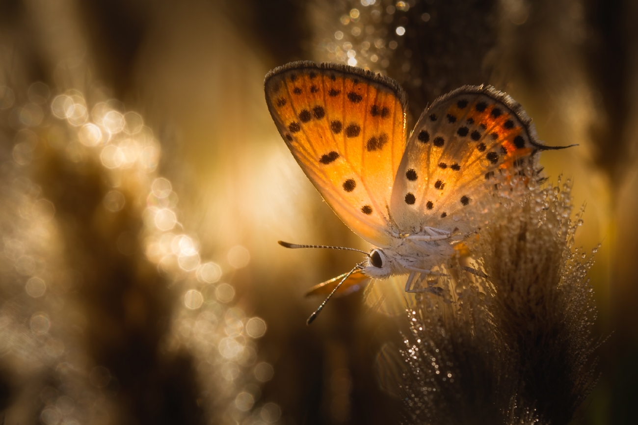 בשיר  שיך יוסף