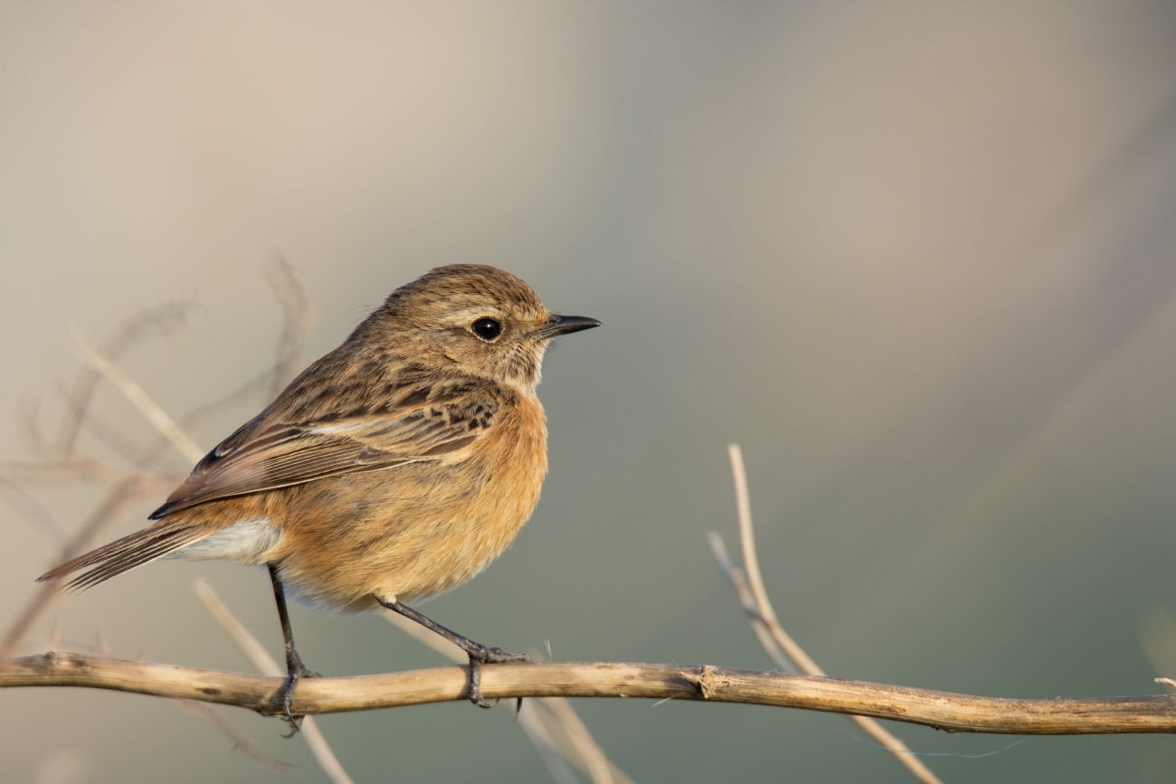 בצלאל דרמון