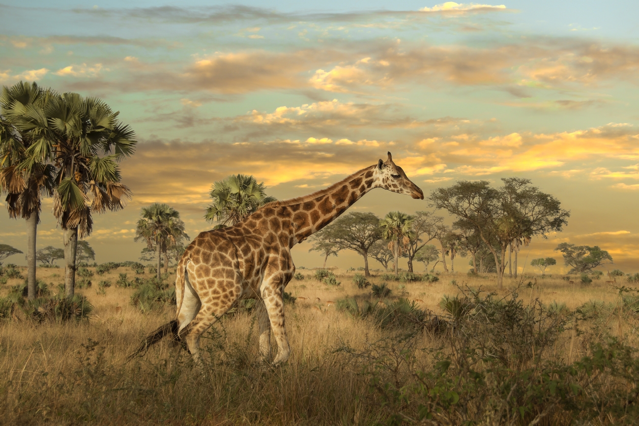 צילום: Moshe Mallal