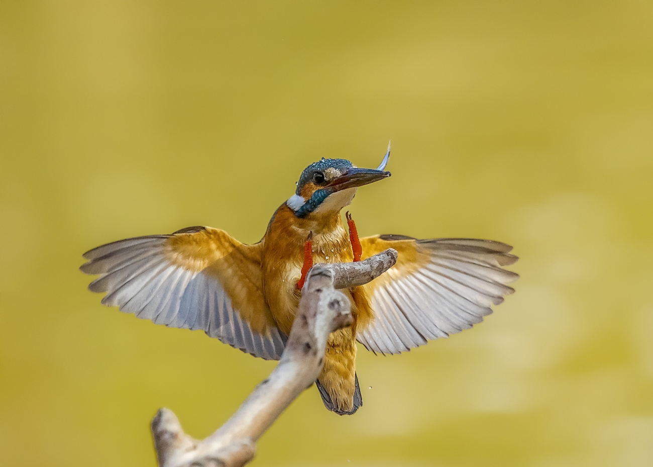 נועם פרישוף