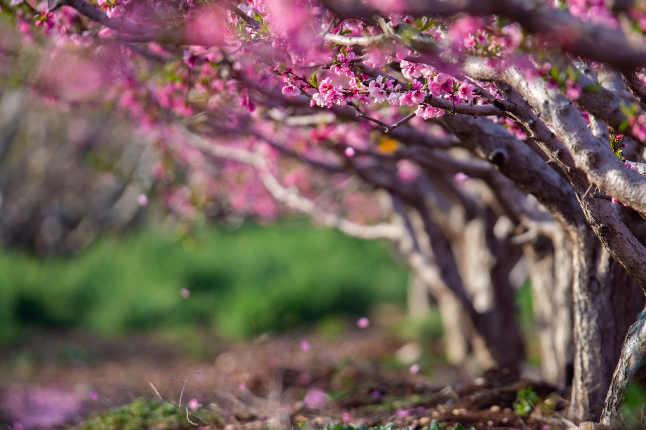 בצלאל דרמון
