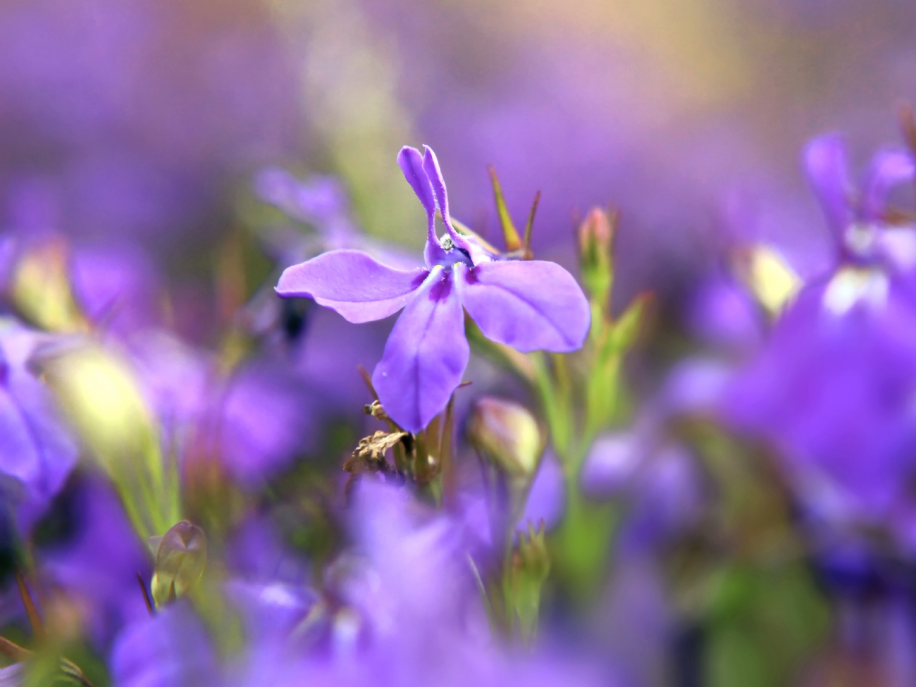 יואל ויסלוב