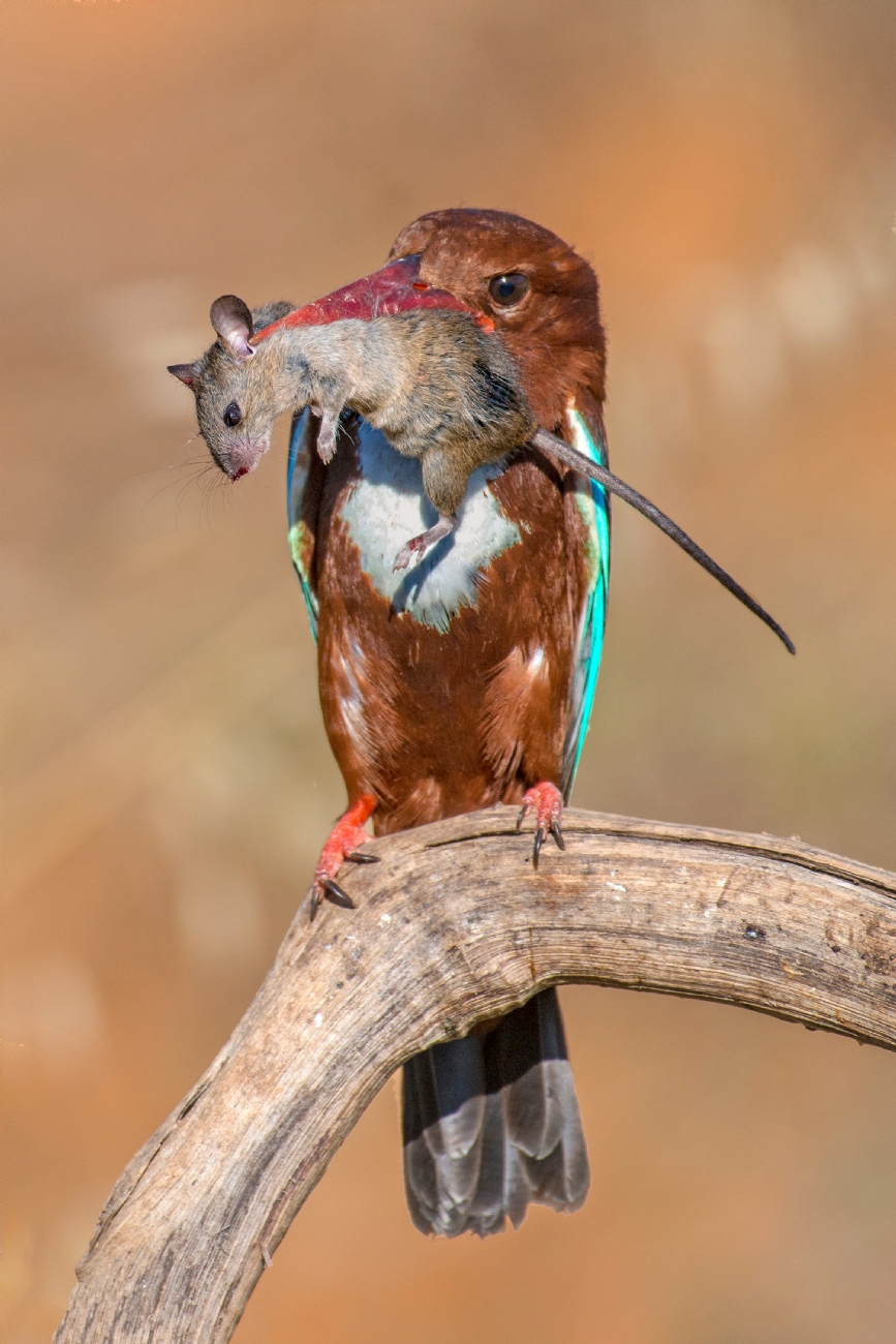 ‫שלום ניסימי‬‎